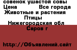 совенок ушастой совы › Цена ­ 5 000 - Все города Животные и растения » Птицы   . Нижегородская обл.,Саров г.